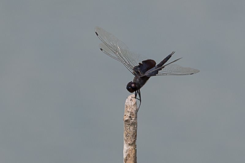 Black Saddlebags